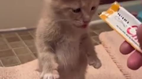 Adorable Kitten eating treat