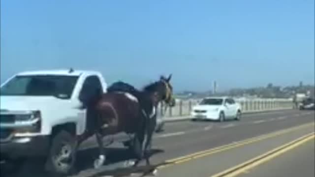 Horse Gallops Along Highway