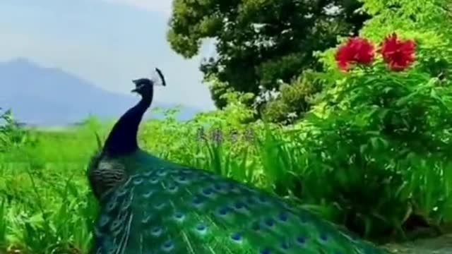 Peacock showing its beauty