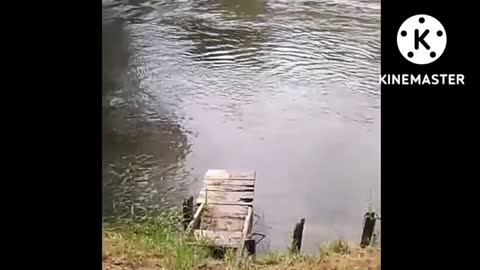 Funny dog jumping on the pool