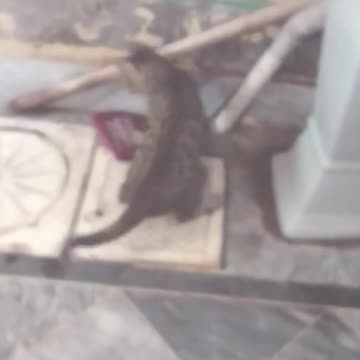 Funniest cat- Best Of The 2021 Funny Animal Videos cat