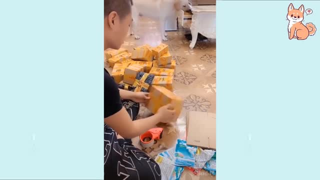 Cute Puppies 💓 Cute Funny and Smart Dogs Compilation