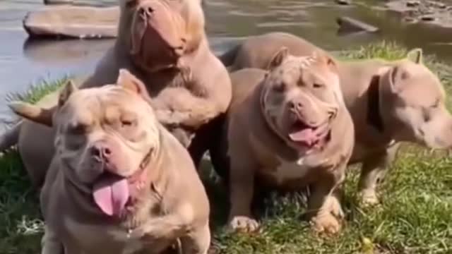 Short video_dog short video_pitbull dog short video_dog new short video 2021_(1080P_HD).mp