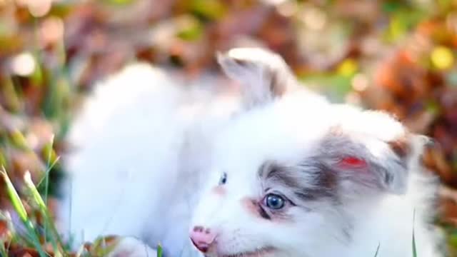 The dog is the most loyal friend, is willing to accompany in our side
