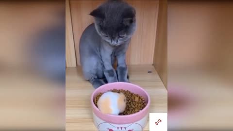 Funniest Cats and Dogs videos 🥺 #20