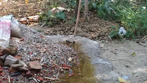 bird snan | small bird in water