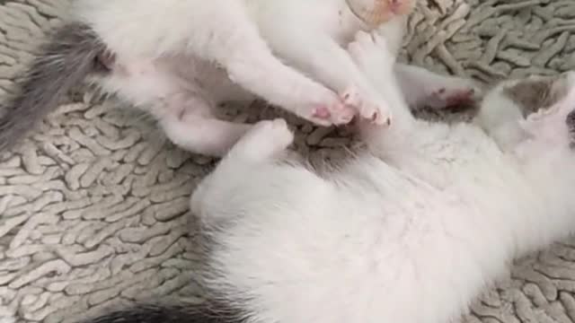 Baby Cats - Cute and Funny Cat Videos Compilation