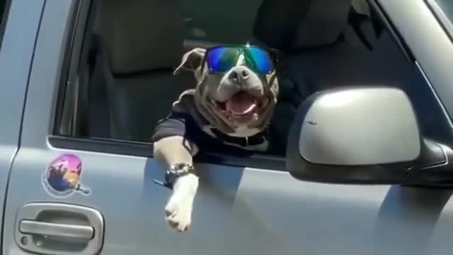 dog riding a car full of morals