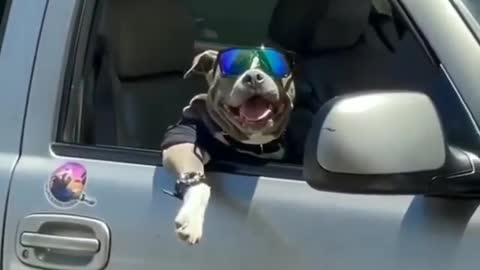 dog riding a car full of morals