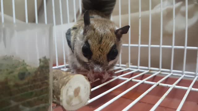 Sky squirrel so cute! It looks good for him. He looks at me after eating acorns.