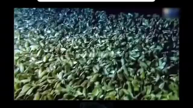 Killed shortly after his discovery