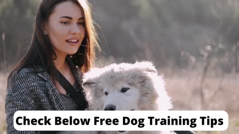 A Woman Combing Her Dog Excess Hair