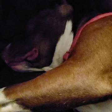 Pitbull has sleep apnea