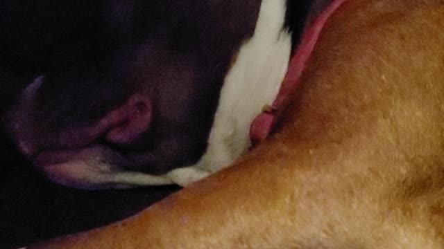 Pitbull has sleep apnea