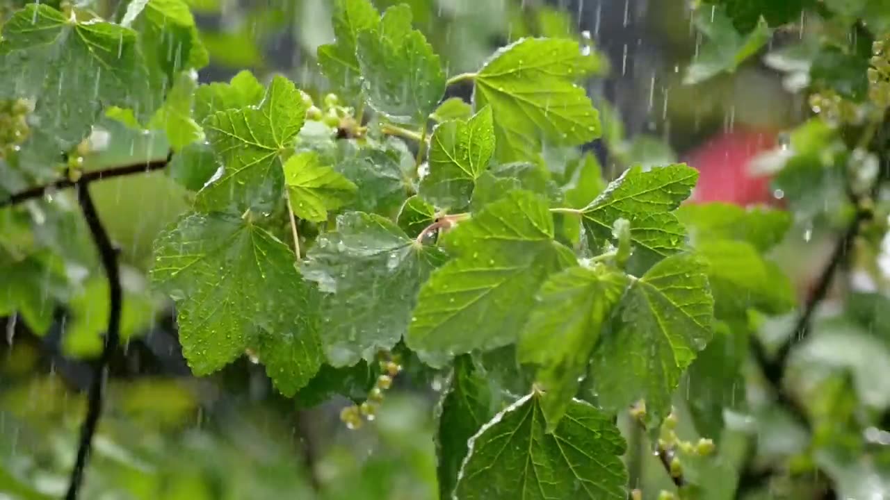 Relaxing Rain Sounds For Sleeping - Rain Sounds For Relaxing Your Mind Tonight