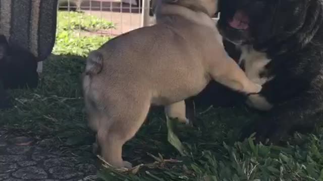 Lulu Meeting Her Sister Mon Cheri