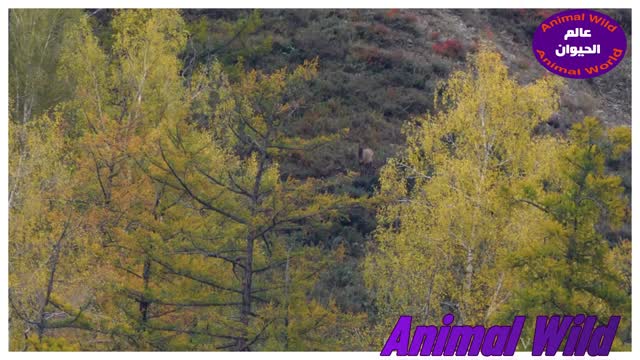 the European deer and the red deer