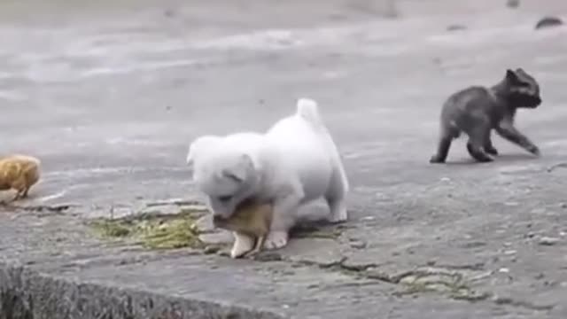 Cute puppy playing with chickens 😍❤️💝