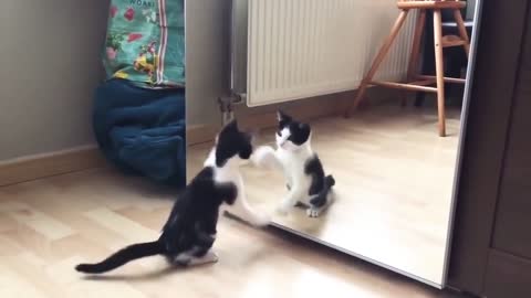 CAT LOOKING ON THE MIRROR, VERY FUNNY