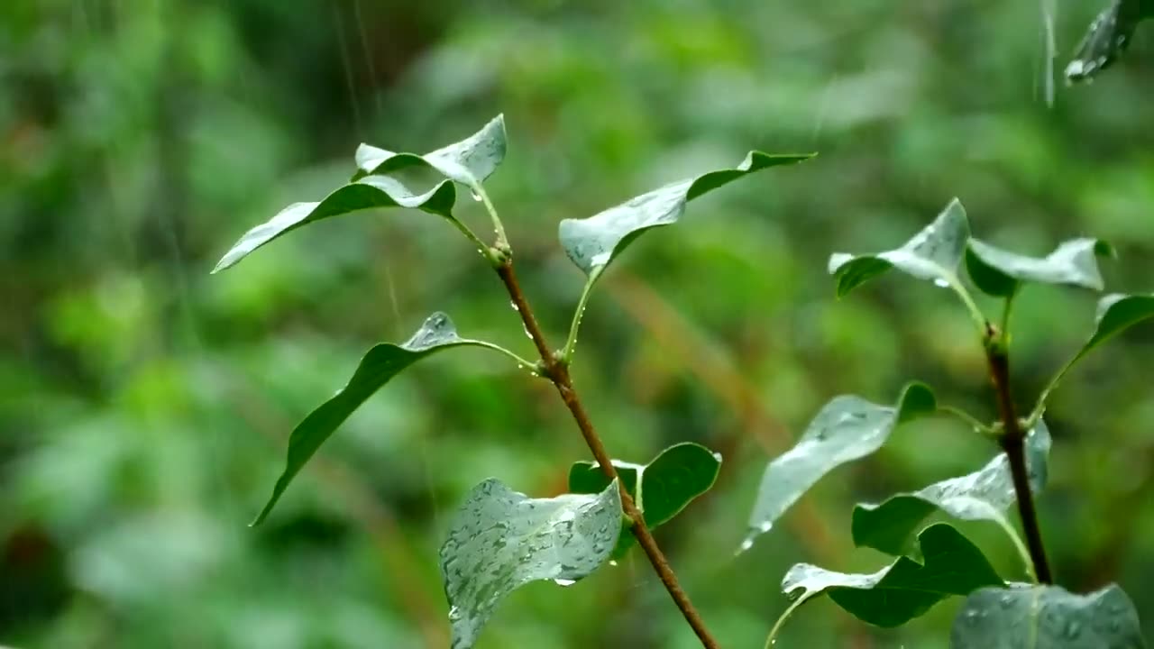 Natural tree branch closeup under the Natural Rain