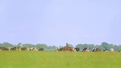 Shepherd on a horse in the pasture of cows in the meadow