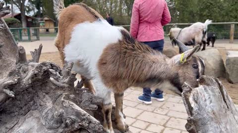 Budapest zoo