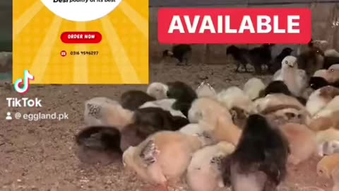 Chicks For Sale