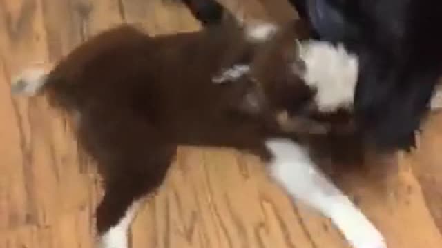 Oh my freakin dogs tug of war