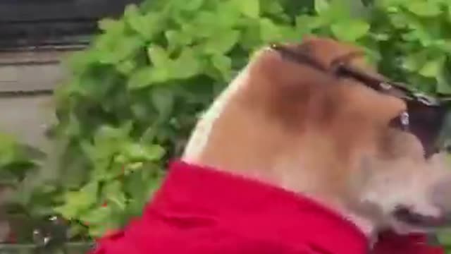 Best Funny Animal Videos 2022