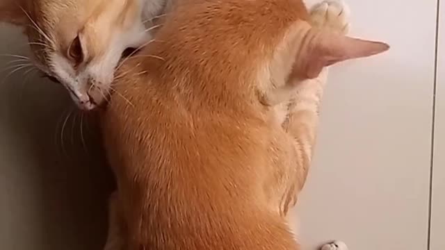 Fighting cat,macarena