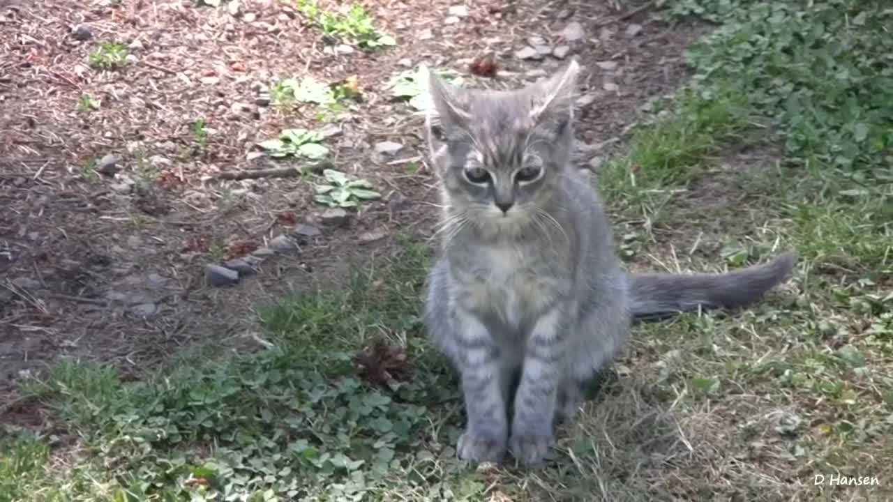 Pit Bull Growls and Snaps at Her Young Puppies