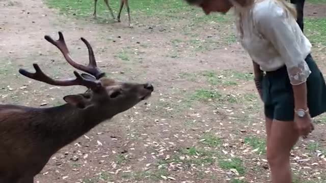 Bowing Deer of Nara, Japan