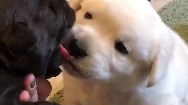 Two friendly dogs.