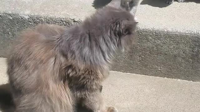 Kanochi Ninja kitty meets her new siblings, and shows off her ninja skills