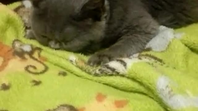 The cat really likes the soft blanket.