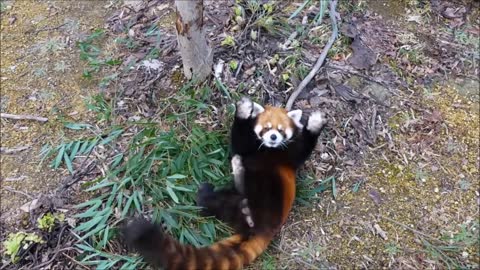SEE THAT!!! Most Adorable Red Panda - Funny Compilation!