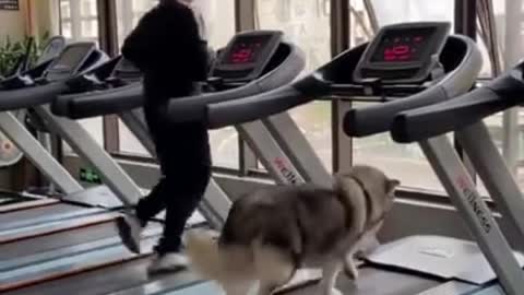 SMART DOG LIKES TO DO FITNESS