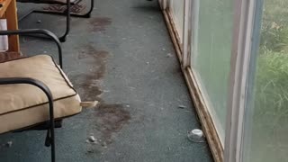 Big dog squeezes through a cat door MACK DADDY