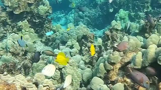 underwater#diversity