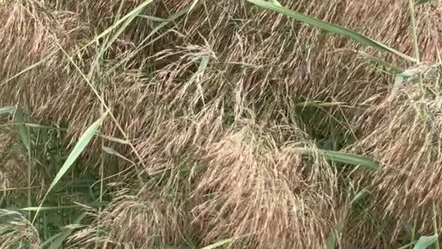 This is what a reed looks like when it grows