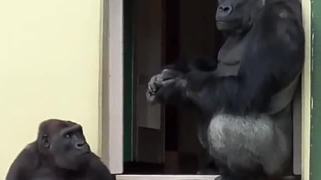 Gorilla flips Silverback the bird!