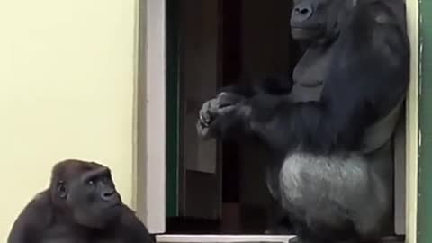 Gorilla flips Silverback the bird!