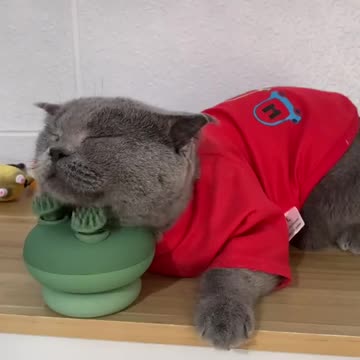 cat who always wants to be pampered