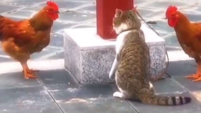 OMG So Cute ♥ Best Funny Cat Videos ♥