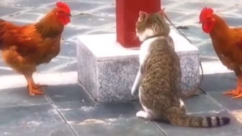 OMG So Cute ♥ Best Funny Cat Videos ♥