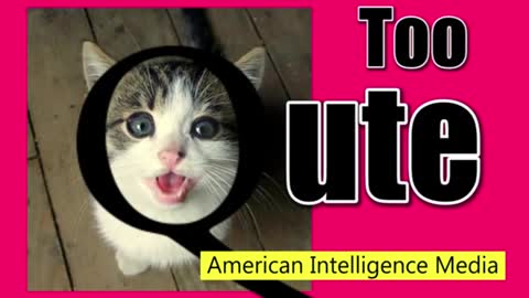 Too cute Q drops April 4 2018