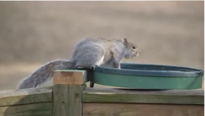 this squirrel is very cute