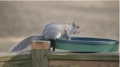 this squirrel is very cute