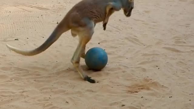 Captain the baby kangaroo discovered his ball