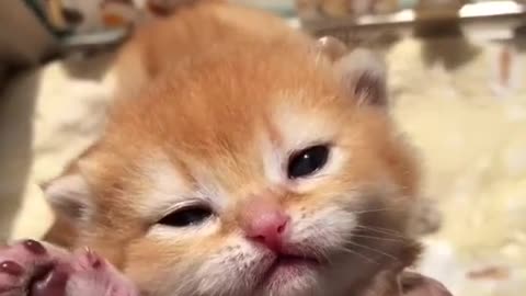 Cat - Kitten opens his eyes on the first day